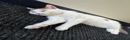 Mixed Breed cats for sale: 2 kittens both boys - Advert 2