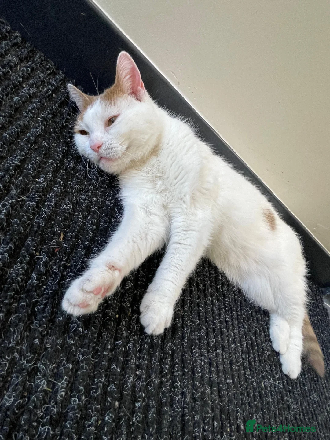 Mixed Breed cats for sale: 2 kittens both boys - Advert 2