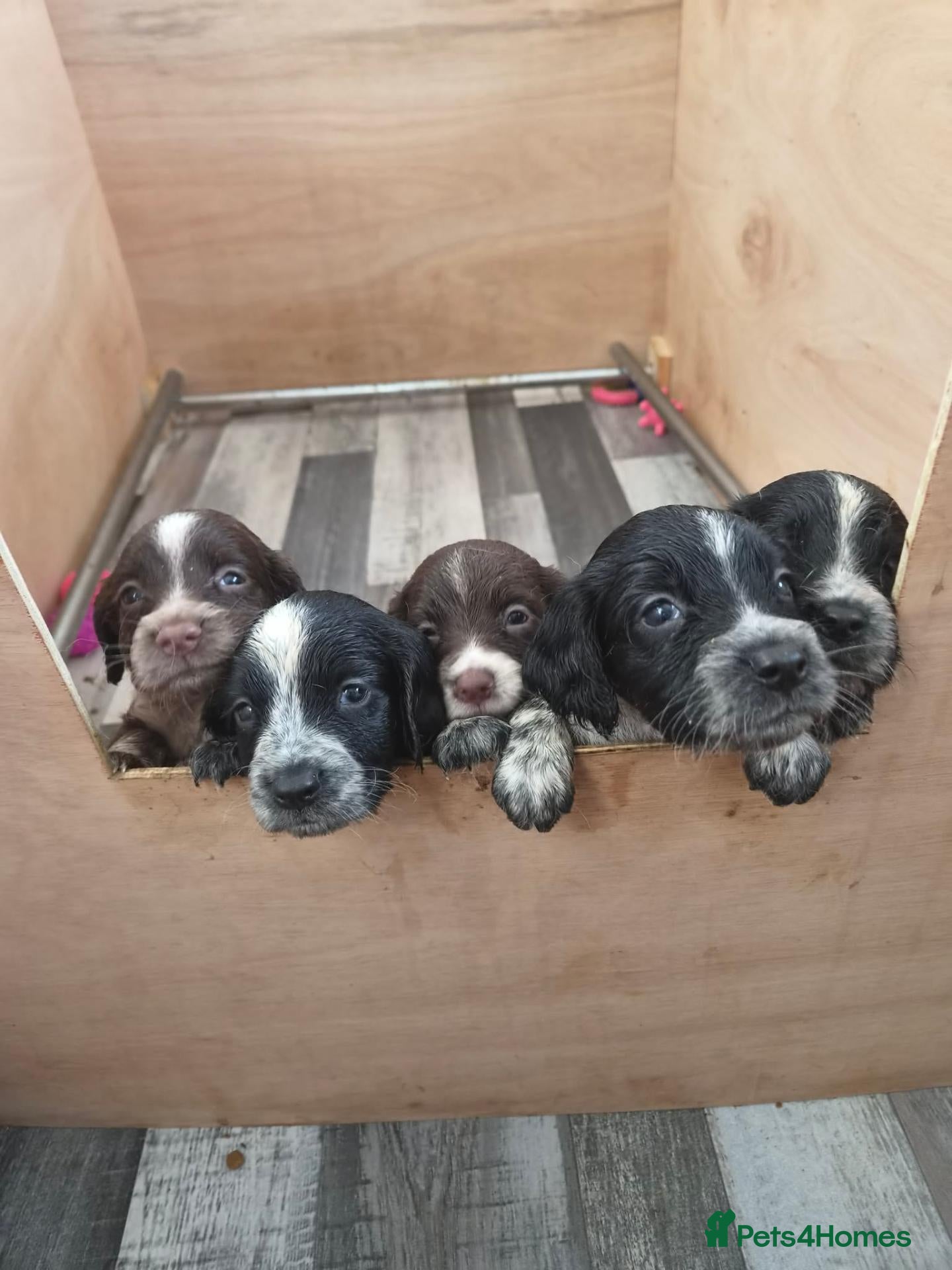 Sprocker dogs 2 F1 male sprockers ready for collection - Advert 3