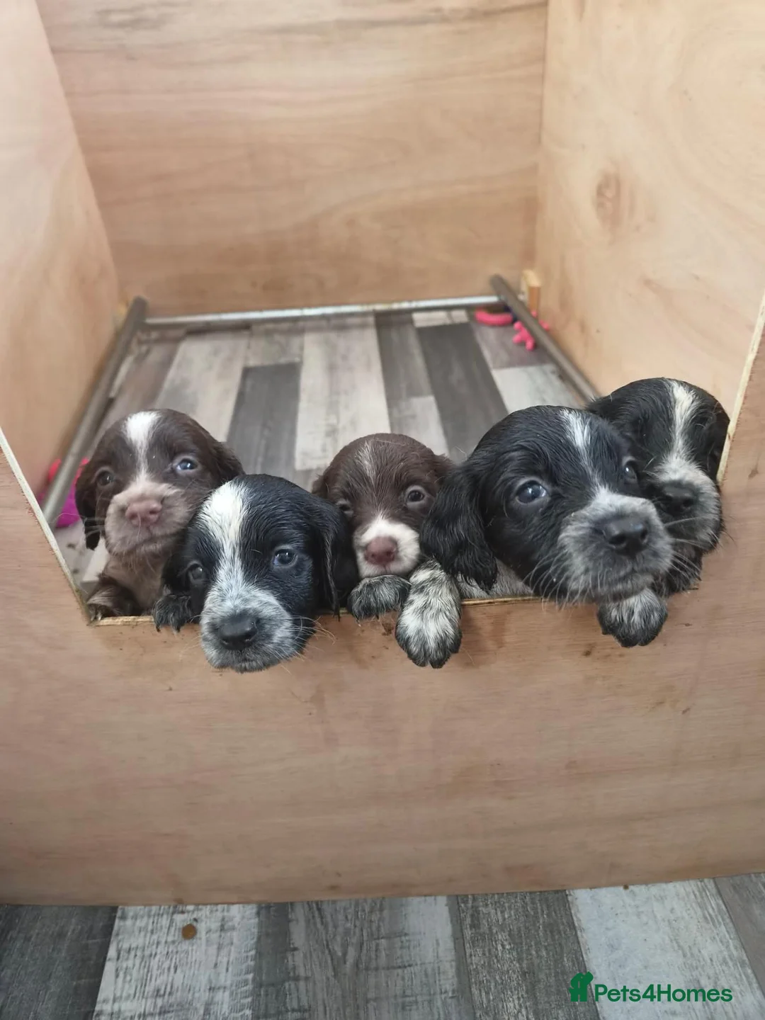 Sprocker dogs for sale: 2 F1 male sprockers ready for collection - Advert 1