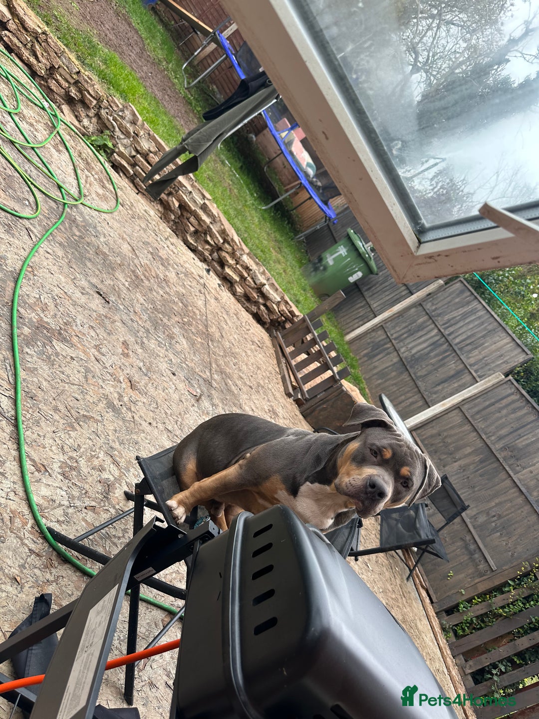 American Bully dogs for sale: Classic bully  - Image 4