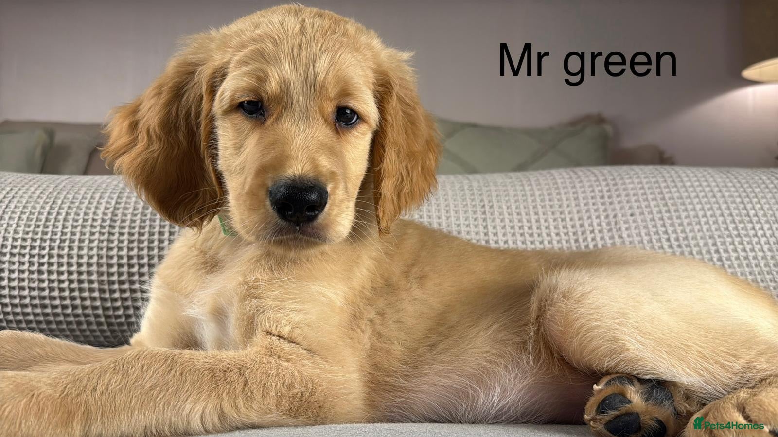 Goldendoodle dogs BEAUTIFUL HEALTHY CHUNKY PUPPIES  - Advert 2