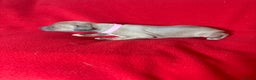 Italian Greyhound dogs for sale: KC registered Perfect Italian greyhound puppies  - Advert 14