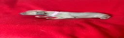 Italian Greyhound dogs for sale: 2 LEFT KC Italian greyhound puppies  - Advert 27