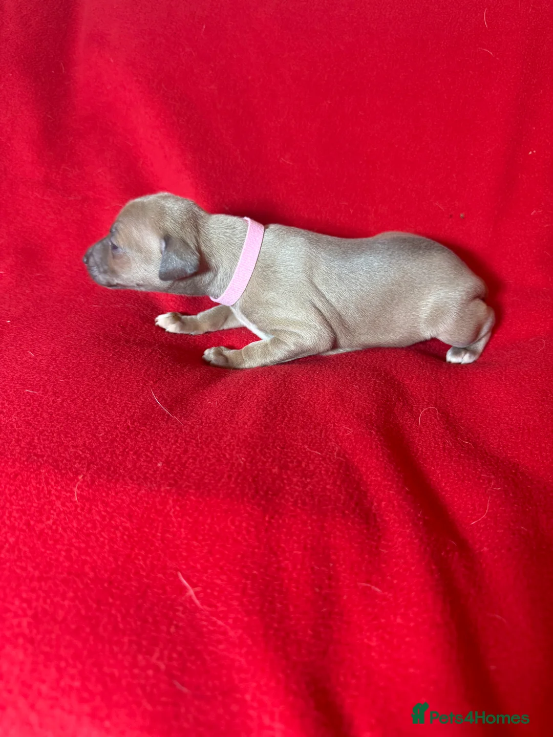 Italian Greyhound dogs for sale: 2 LEFT KC Italian greyhound puppies  - Advert 27