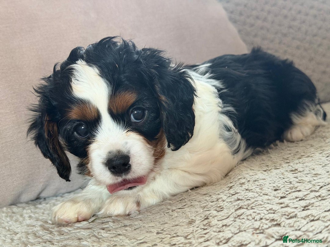 Cavapoo dogs for sale: Cavapoo boys from health tested parents  - Advert 9