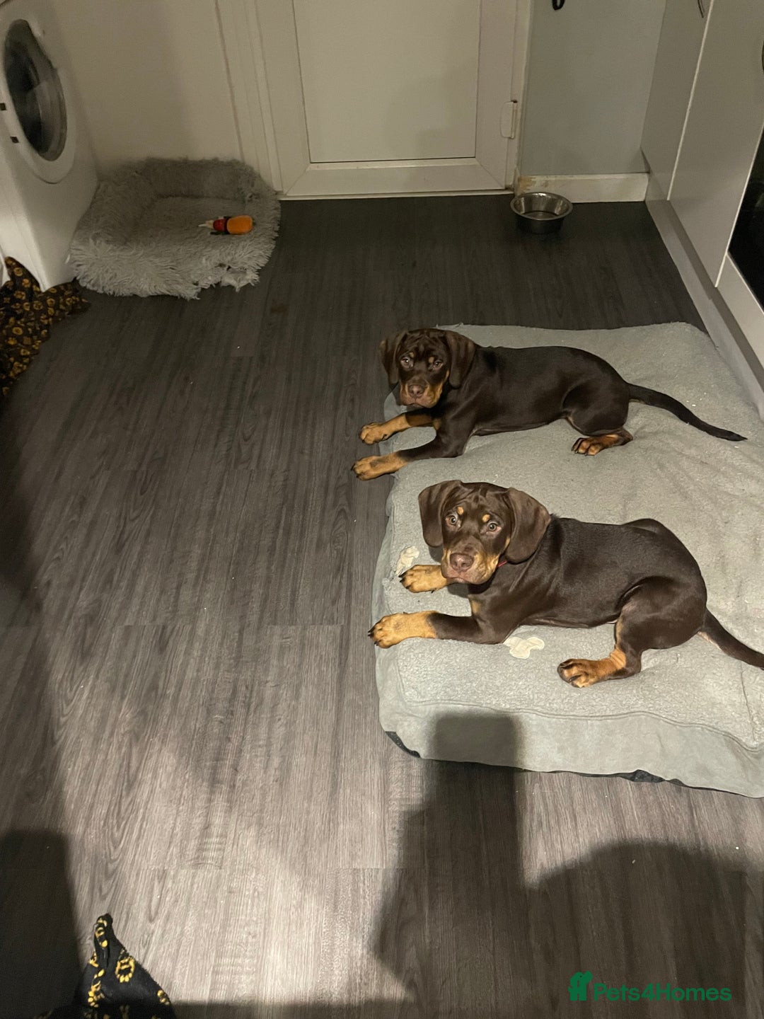 Mixed Breed dogs for sale: Charlie and Cooper  - Advert 3