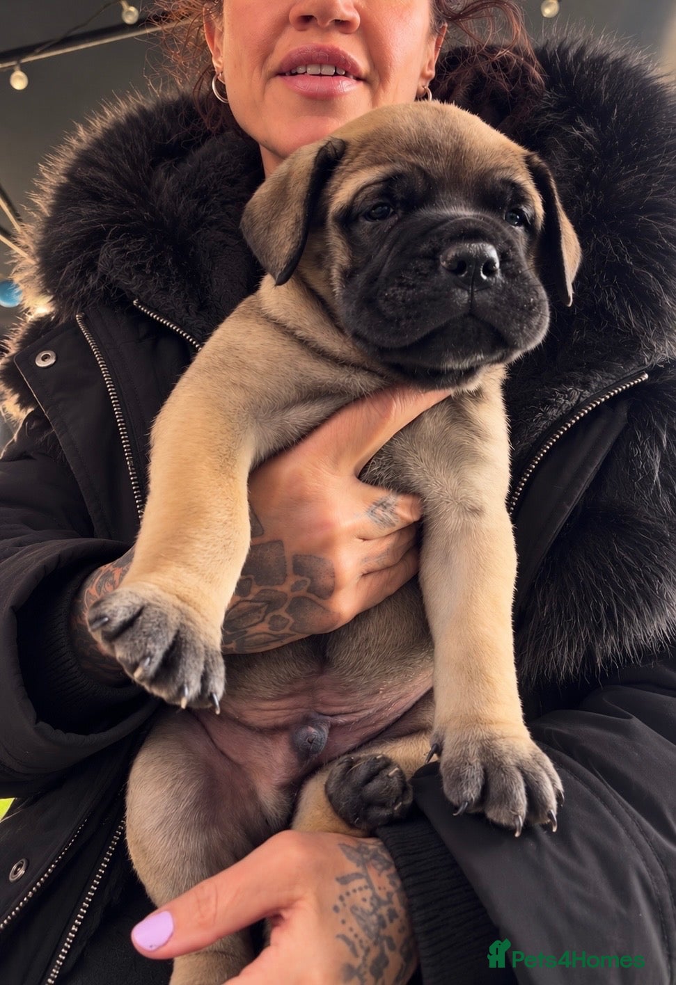Bullmastiff dogs for sale: ASBORN BULLMASTIFF PUP ANNOUNCEMENT  - Advert 3