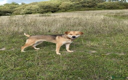 Japanese Shiba Inu dogs for adoption: Kyoto, 1 yr old female Shiba Inu X for adoption - Image 8
