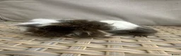 Guinea Pig rodents for sale: 1 left. Pretty baby long haired female guinea pig. - Advert 18