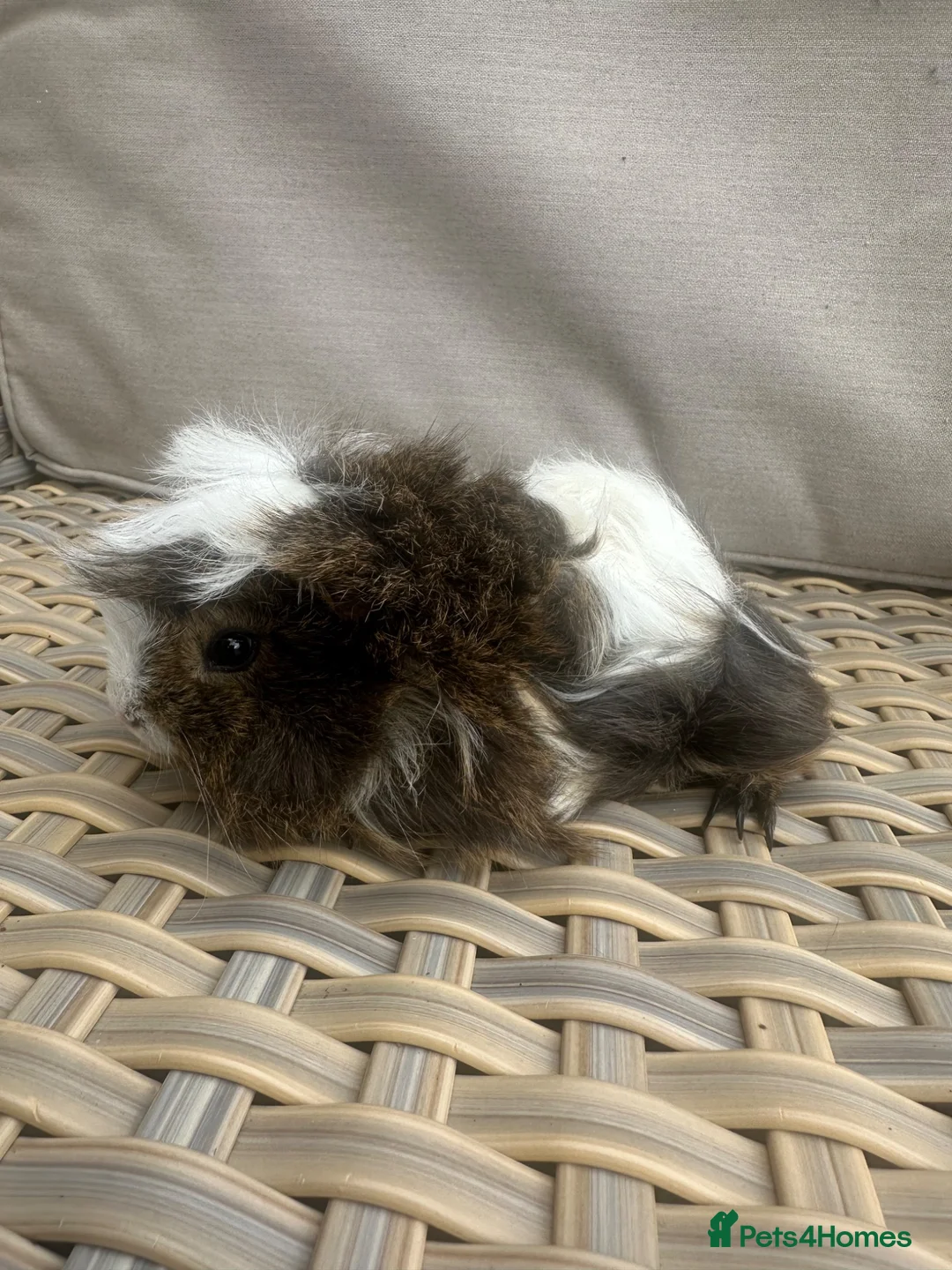 Guinea Pig rodents for sale: 1 left. Pretty baby long haired female guinea pig. - Advert 18