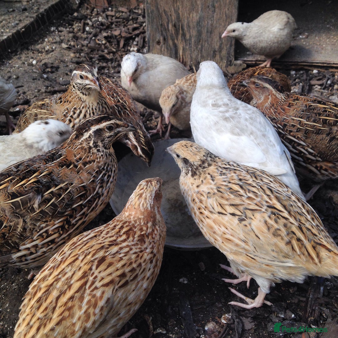 Quail poultry for sale: Healthy Quails for Sale! Eggs, Chicks  Adults - Image 8