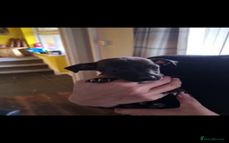 Patterjack dogs for sale: 6 Beautiful Paterjack puppies available  - Image 6