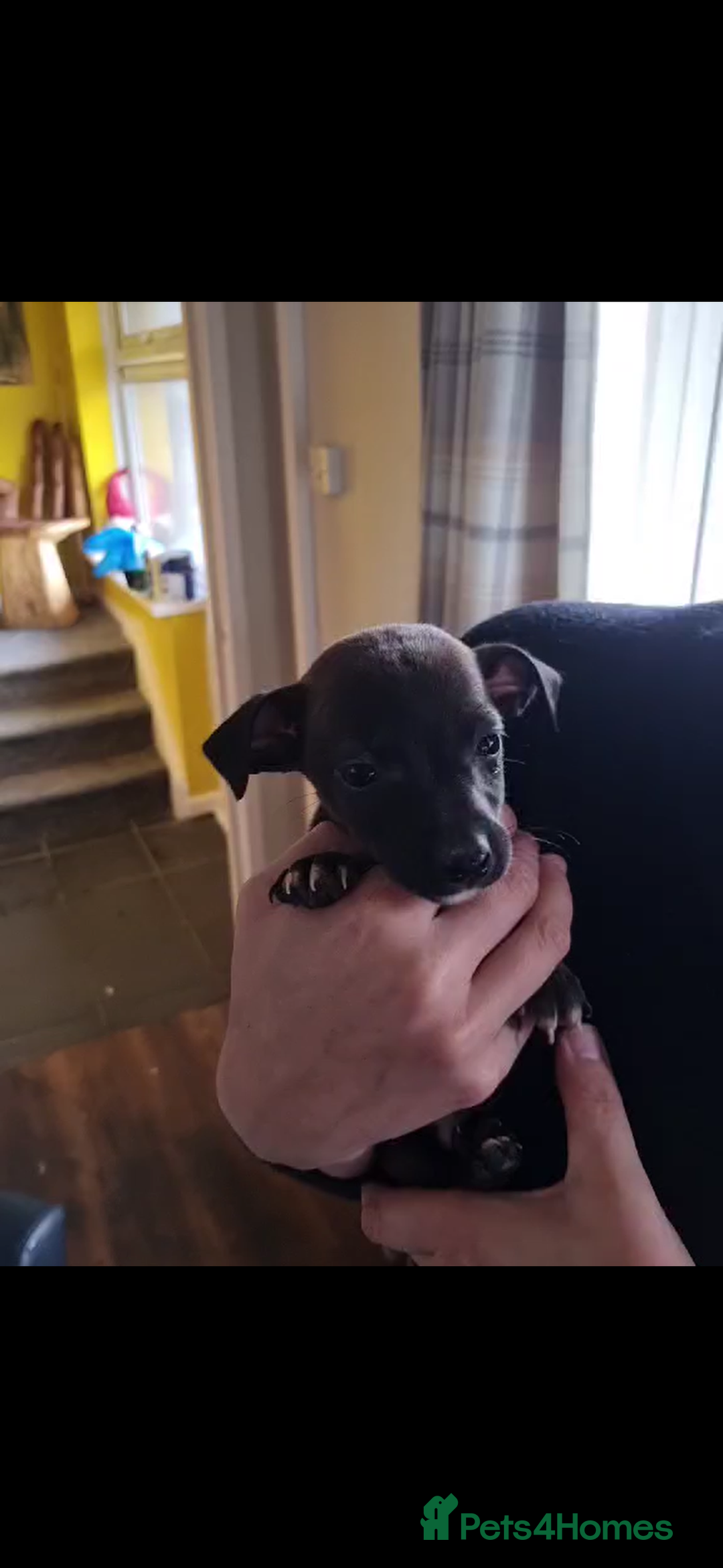 Patterjack dogs for sale: 6 Beautiful Paterjack puppies available  - Image 6