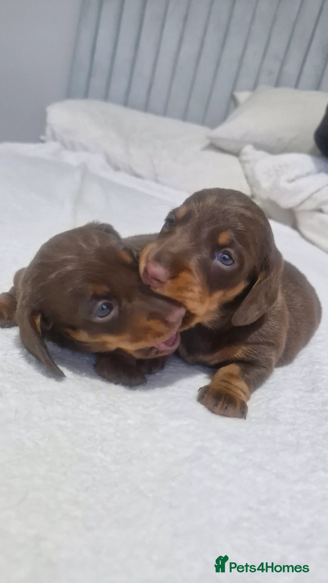Miniature Dachshund dogs for sale: Minature dachshunds - Advert 11