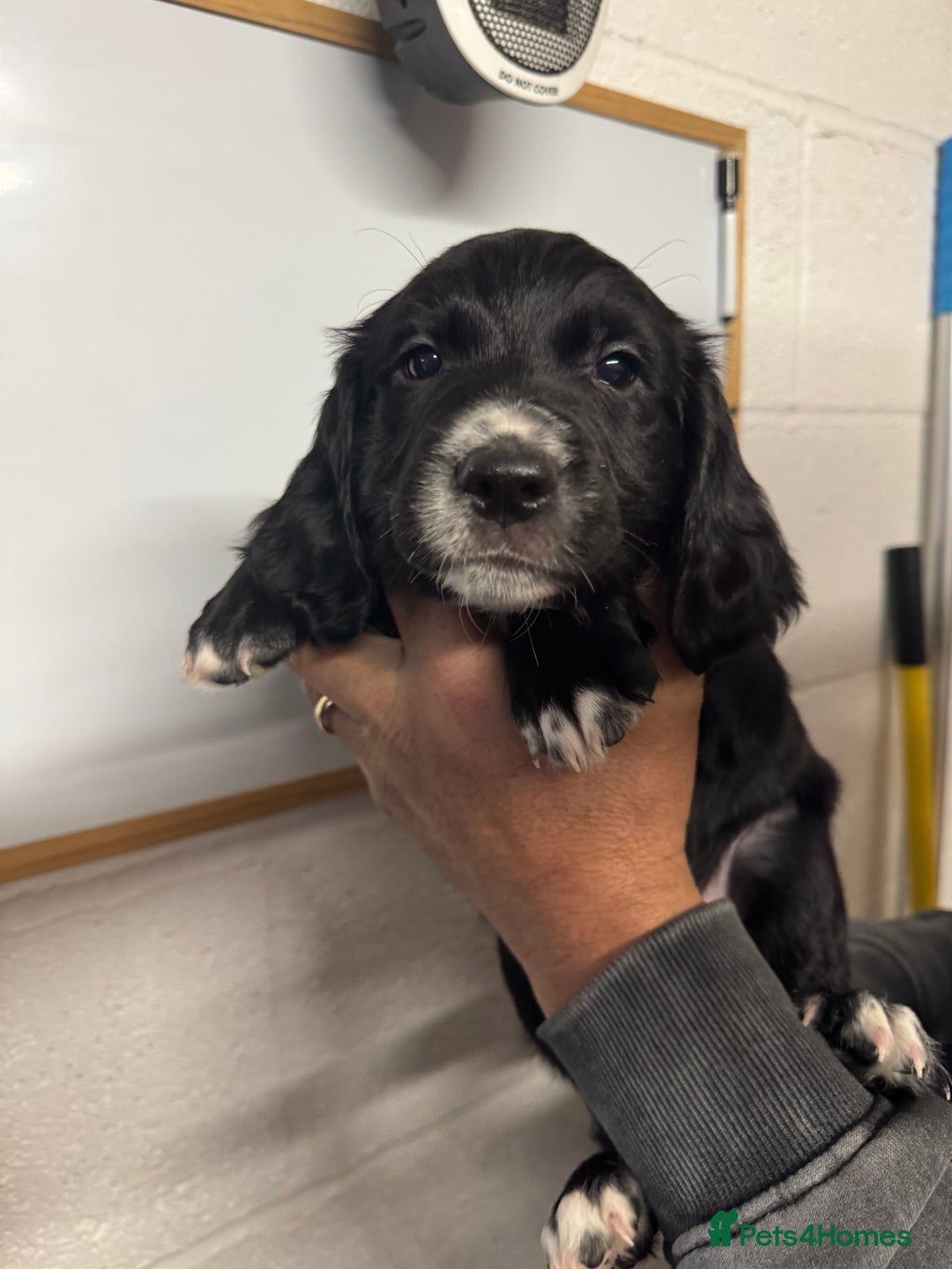Sprocker dogs for sale: Sprocker Spaniel Pups- Ready To Go - Image 4