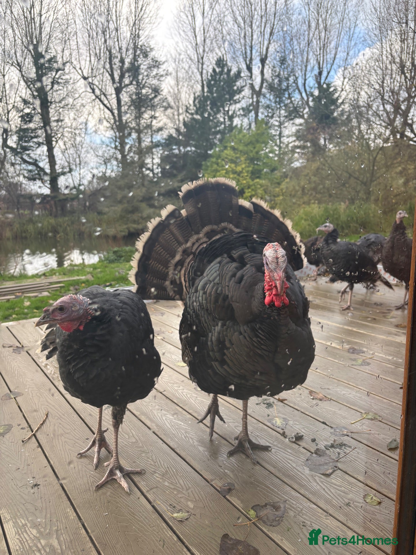 Turkeys poultry Norfolk Bronze Turkeys–Breeding Group-Stag & 3 Hen - Advert 1