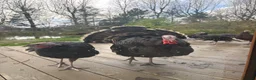 Turkeys poultry for sale: Norfolk Bronze Turkeys–Breeding Group-Stag & 3 Hen - Advert 1