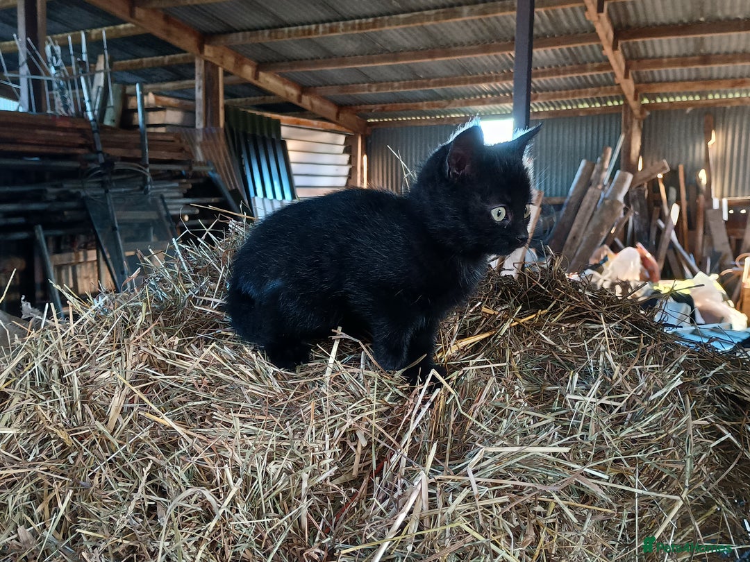 Mixed Breed cats for sale: Kittens for sale - Advert 1