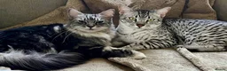 Maine Coon cats for sale: Maine Coon  - Advert 15