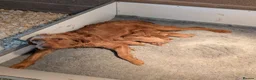 Hungarian Vizsla dogs for sale: Hungarian wirehaired vizsla pups for sale - Advert 12