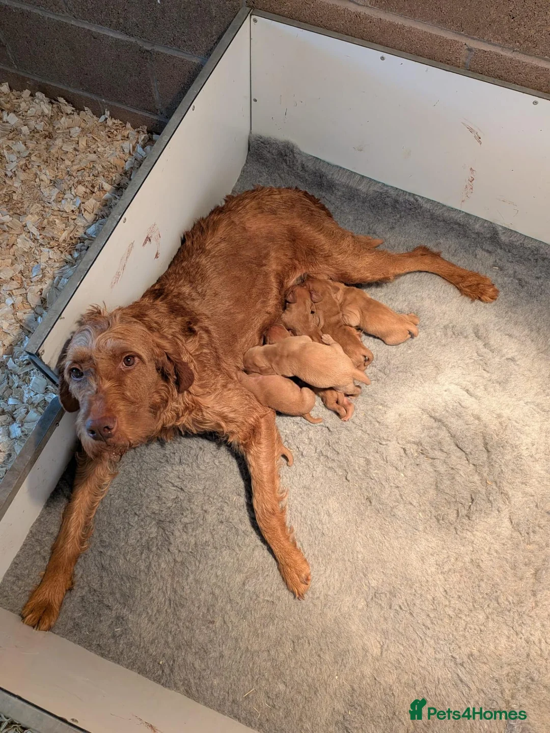 Hungarian Vizsla dogs for sale: Hungarian wirehaired vizsla pups for sale - Advert 12