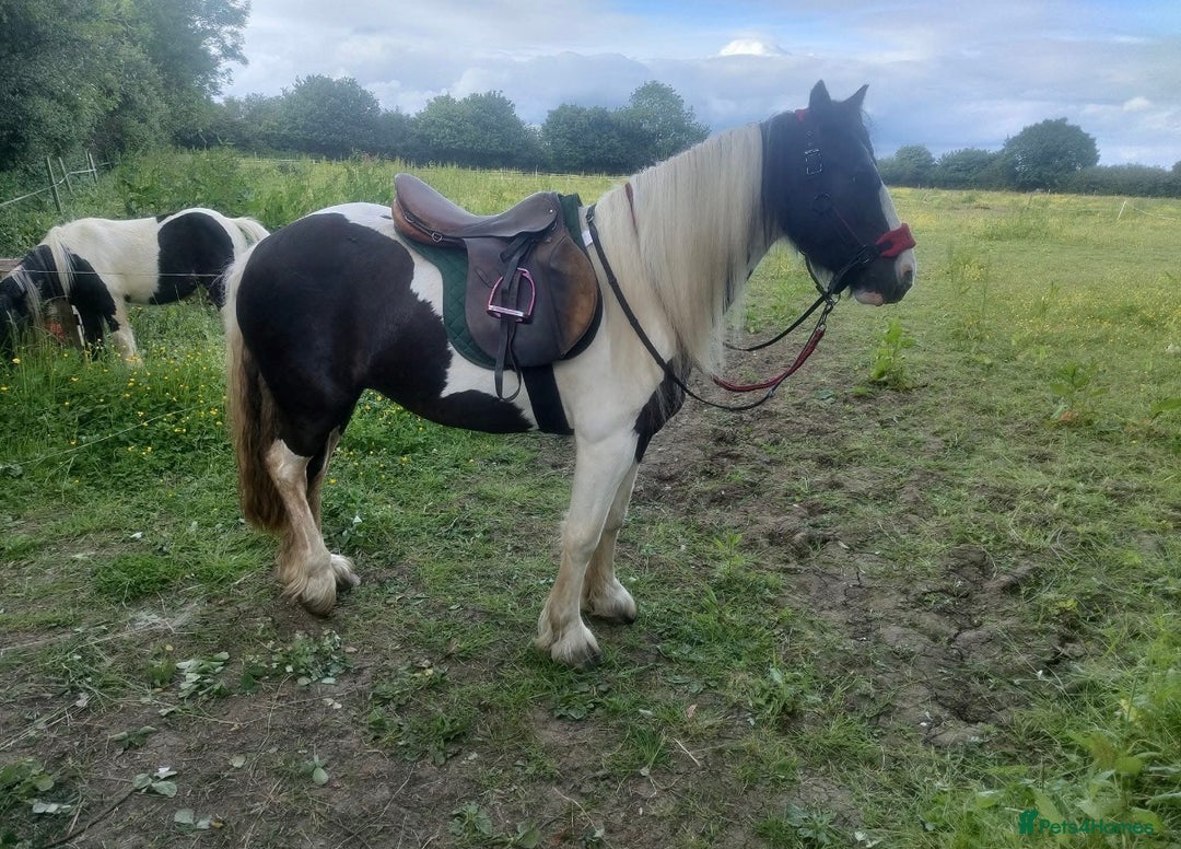 Irish Cob horses for sale: 14.2 5 year old mare in Stamford - Advert 8