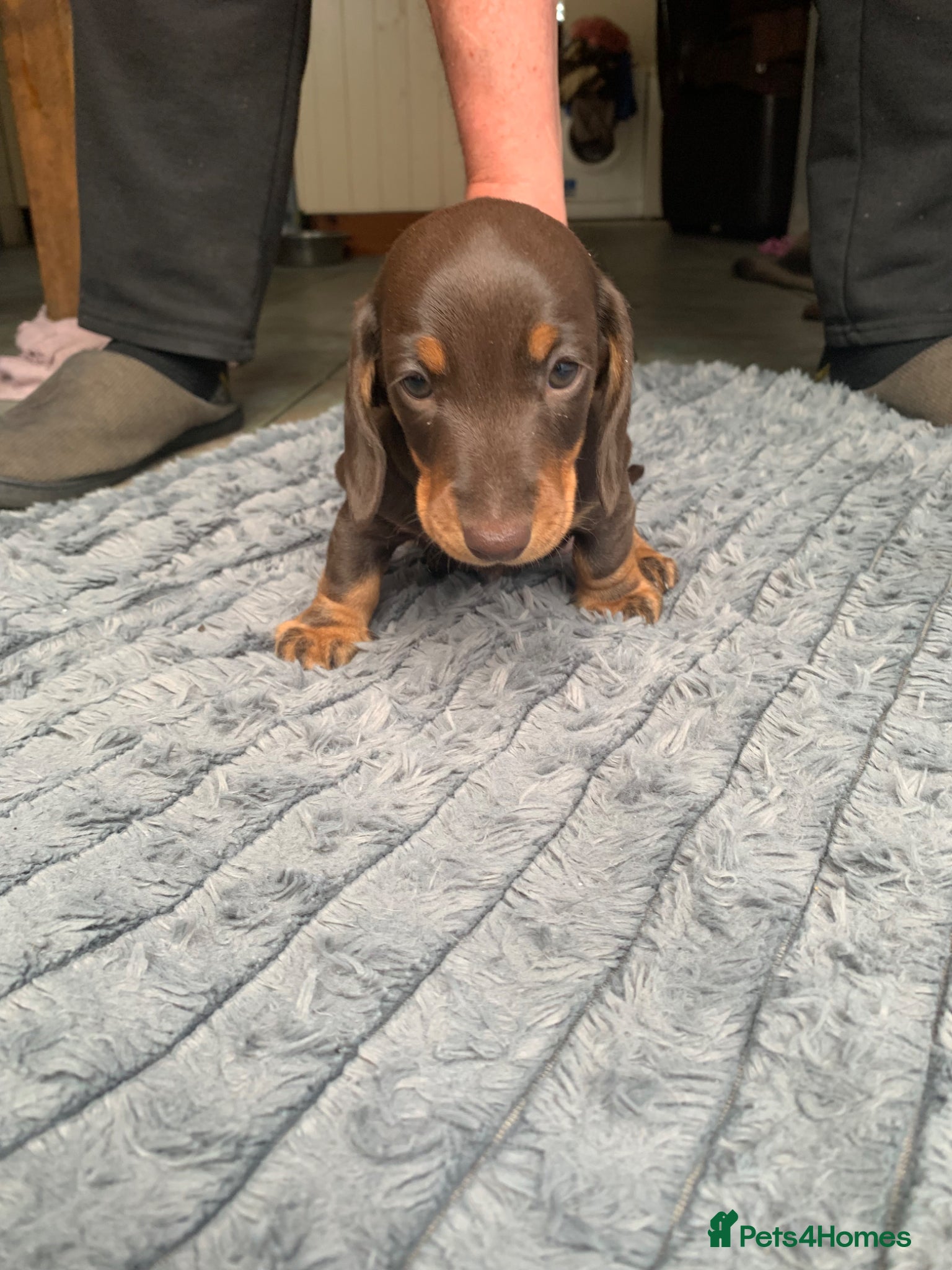 Miniature Dachshund dogs for sale: Miniature daschund  in Neath - Advert 3