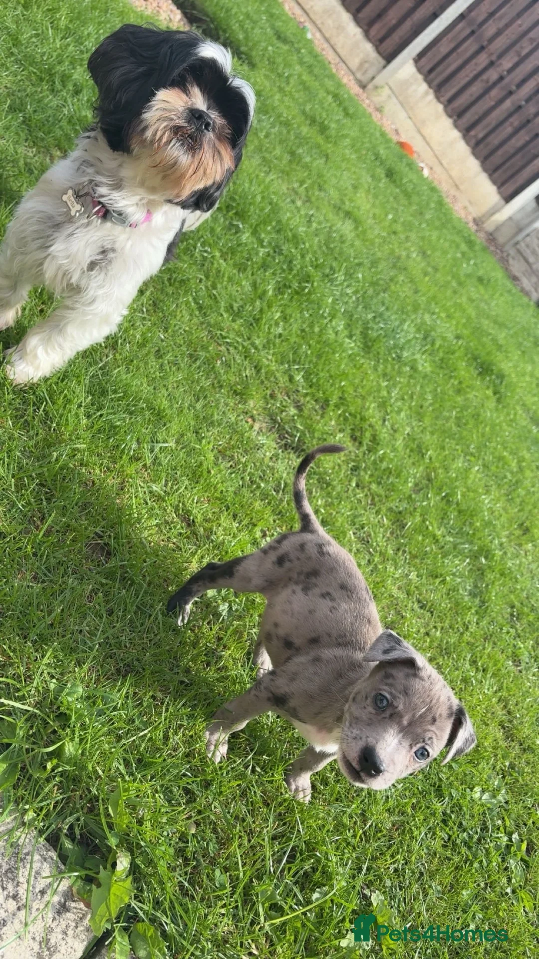 Mixed Breed dogs for sale: Zena the 14 week old staffy x husky x xl bully - Advert 5