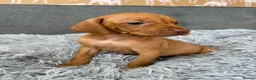 Hungarian Vizsla dogs for sale: Beautiful Kc registered litter available  - Advert 13