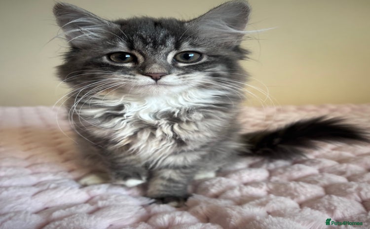 Maine Coon cats - Advert 2