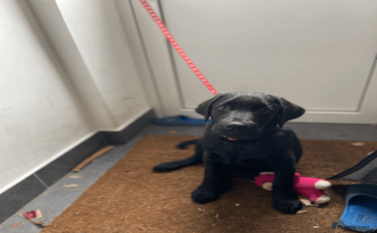 Labrador Retriever dogs - Advert 1