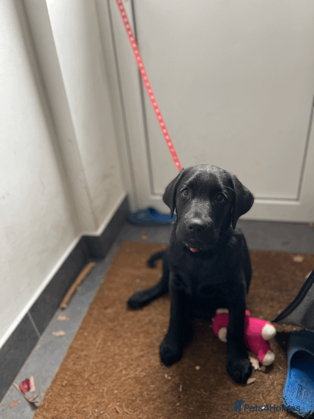 Labrador Retriever dogs for sale: Adorable Labrador Puppy-Healthy & Well-Cared-For - Image 1