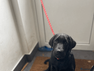 Labrador Retriever dogs - Advert 3