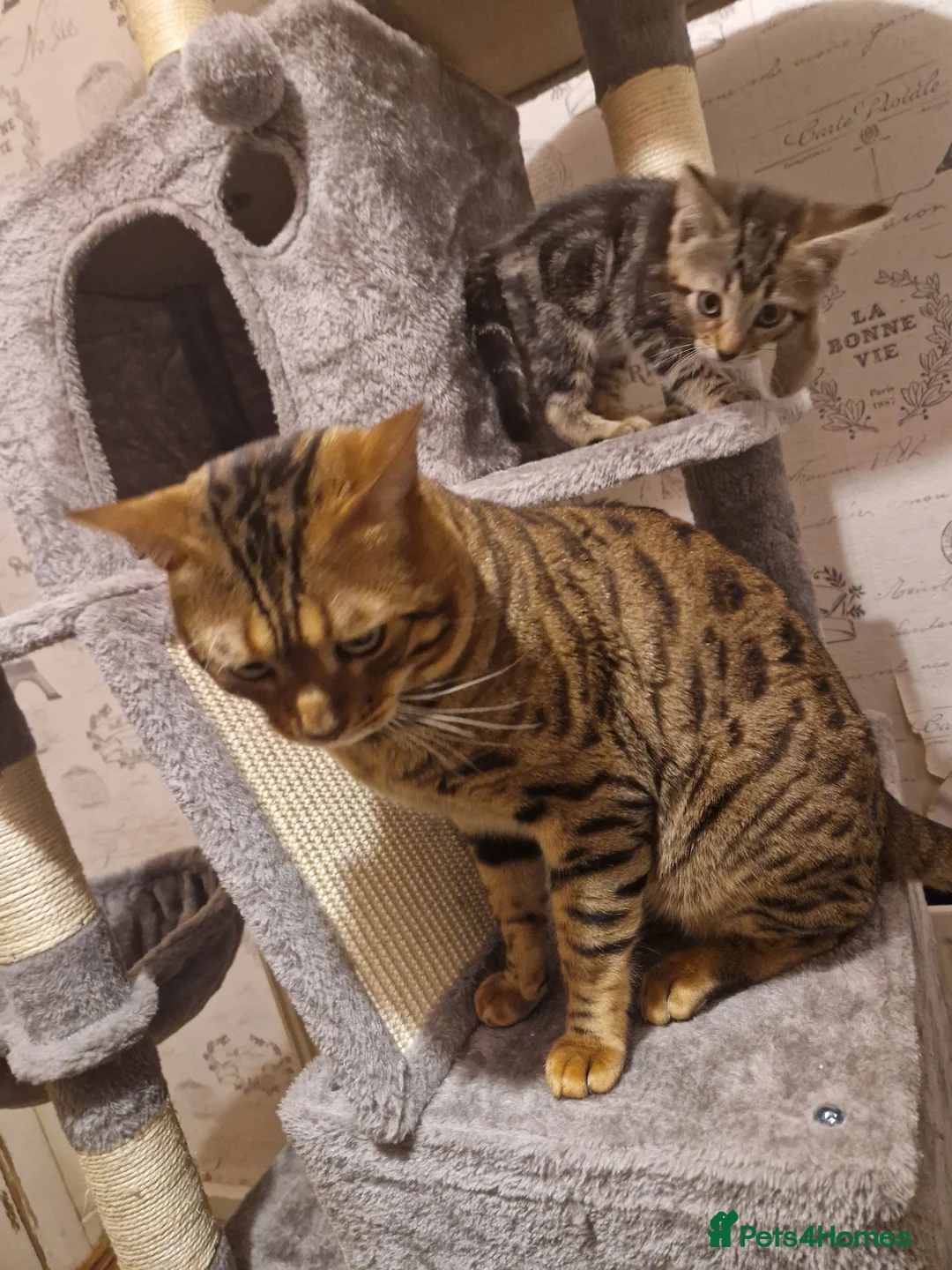 Bengal cats for sale: Bengal boy - Advert 2