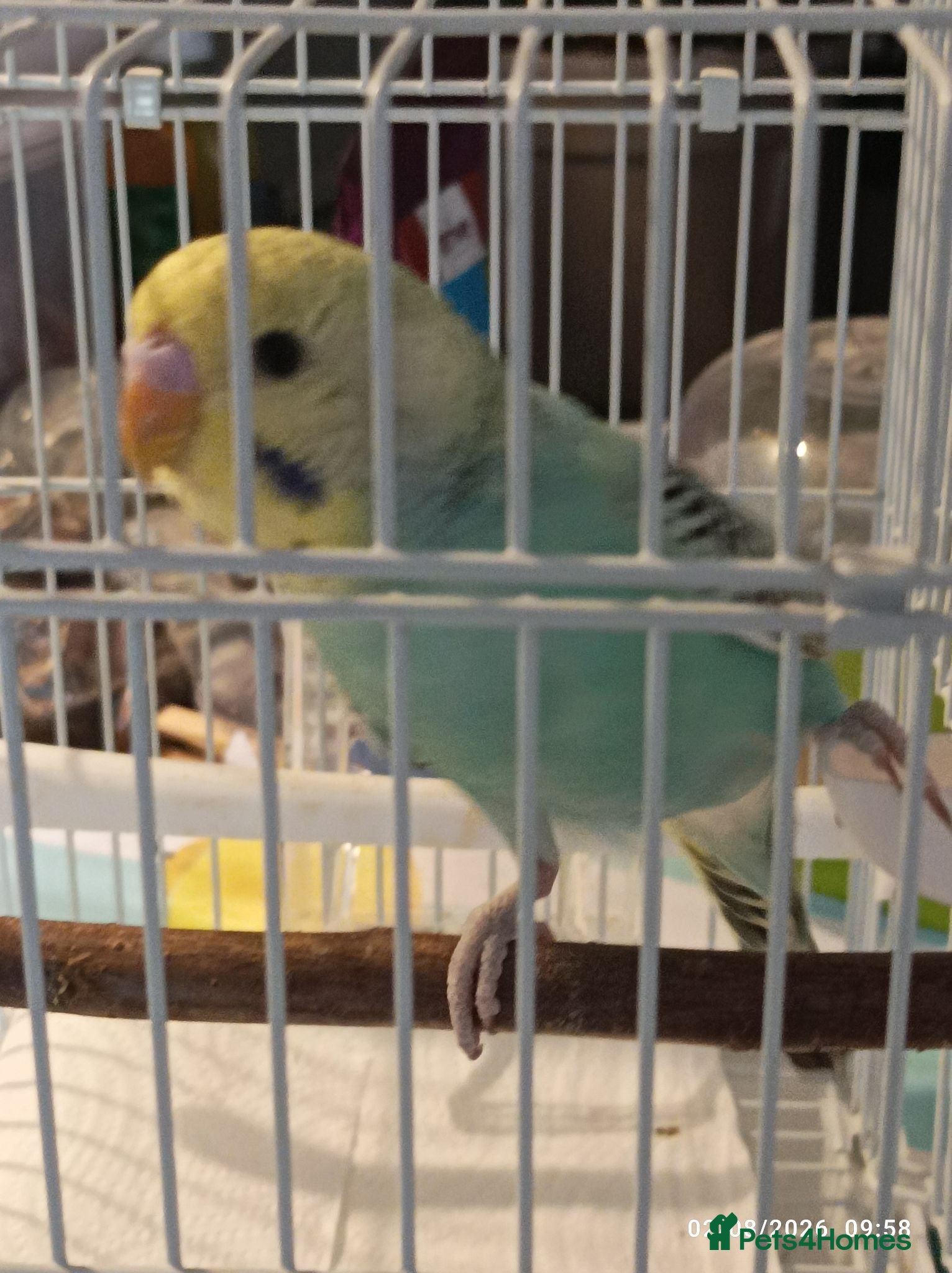 Budgerigars birds BABY BUDGIES and old birds available - Advert 11