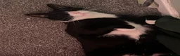 Mixed Breed cats for sale: BatCat  - Advert 6