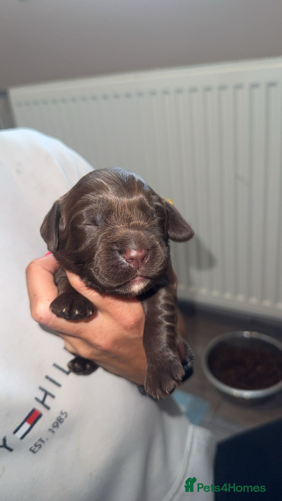 Cocker Spaniel dogs for sale: Cocker Spaniel Puppies - Image 6