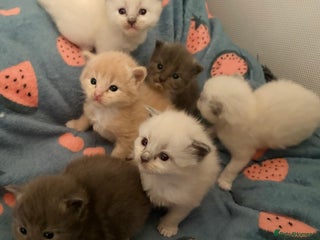 Ragdoll cats Beautiful Ragdoll Kittens - Advert 8