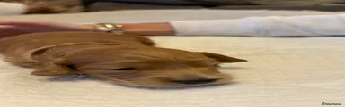 Cockapoo 4