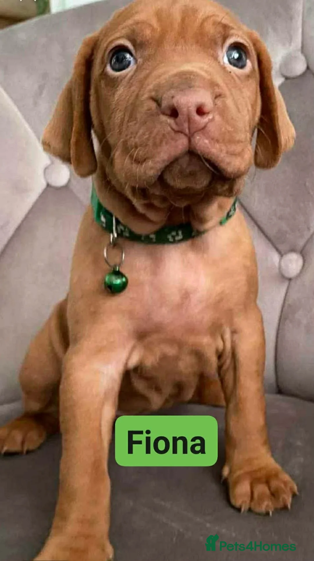 Hungarian Vizsla dogs for sale: Extra Ordinary Beautiful Hungarian Vizsla - Advert 10