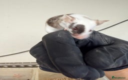 Mouse rodents for sale: Quality baby fancy mice ready for there new homes  - Image 2