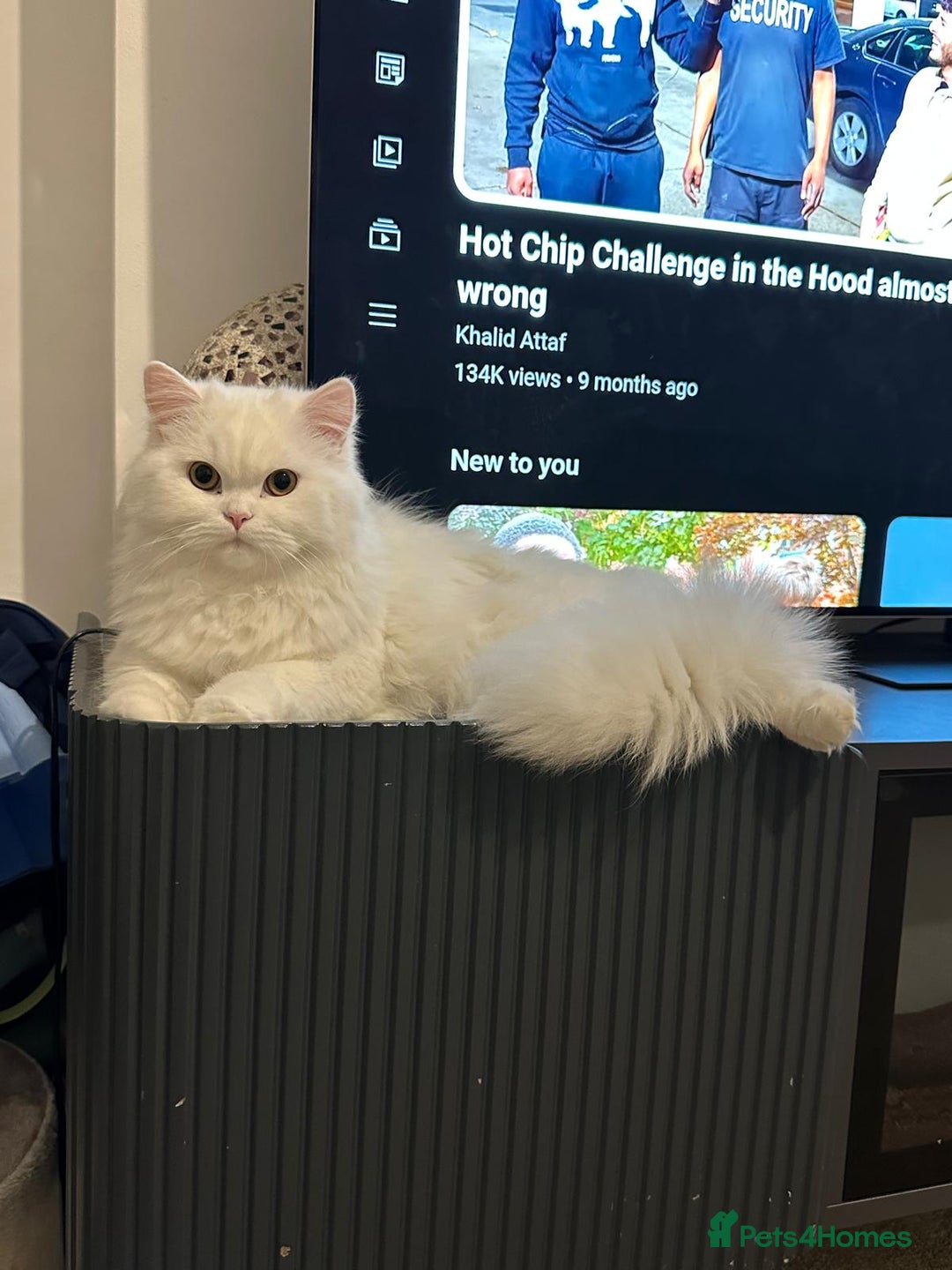British Longhair cats for sale: British long hair cuddle friend beautiful soul - Image 1