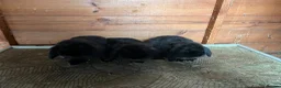 Mini Lop rabbits for sale: Beautiful Minilop babies - Advert 3