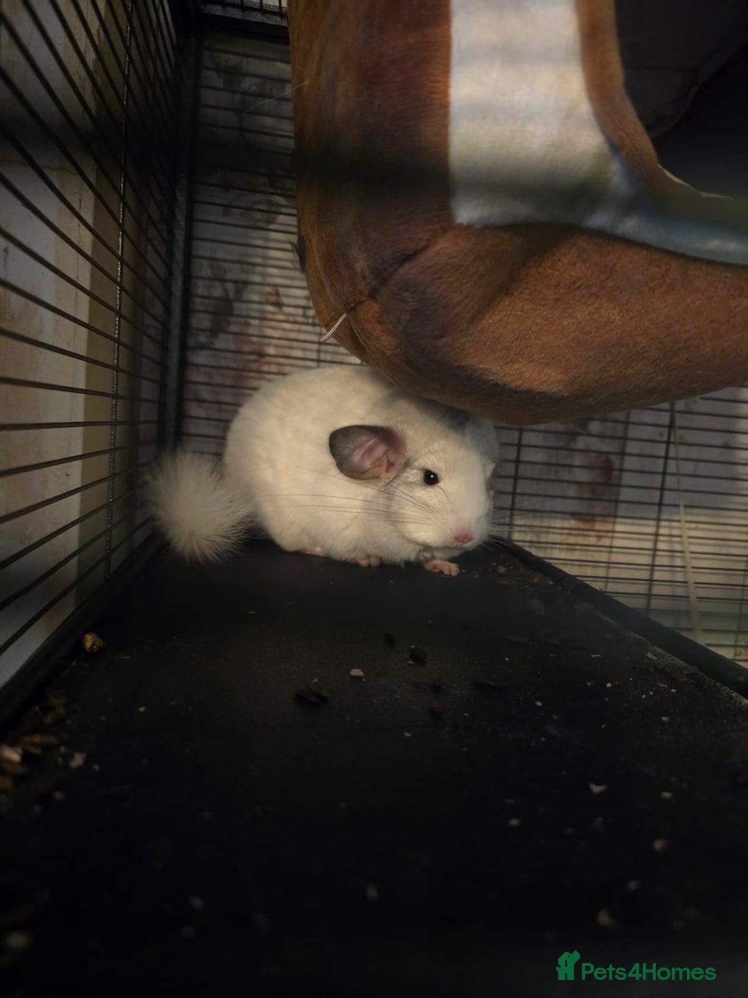 Chinchilla rodents for sale: 2 Male Chinchillas and cage with accessories  - Advert 2
