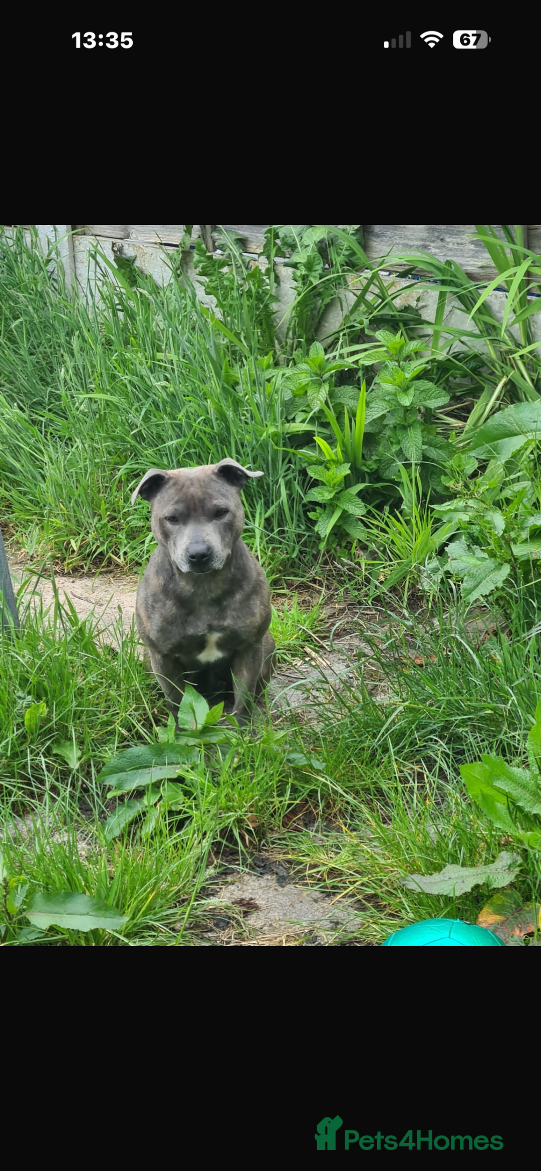 Staffordshire Bull Terrier dogs for sale: Blue staffy female - Advert 3