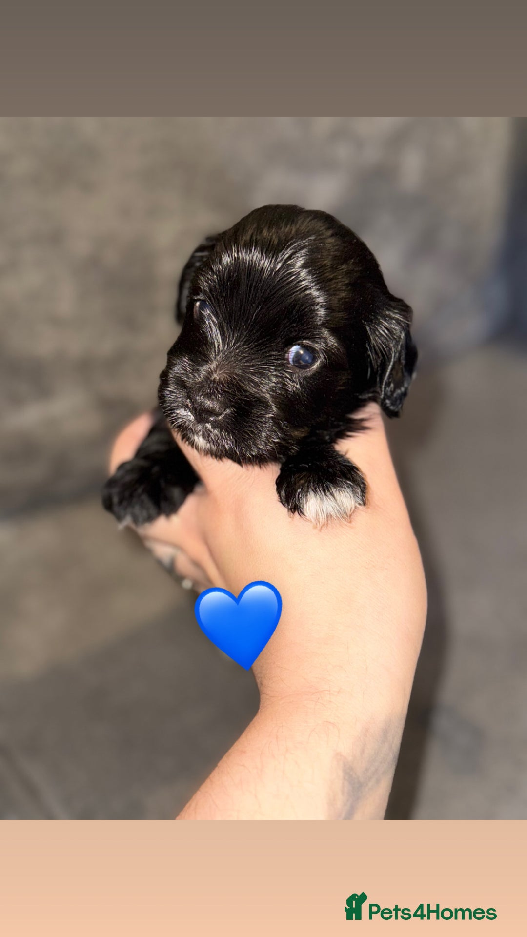 Mixed Breed dogs for sale: Shihpoo X Cocker Spaniel pups - Image 9