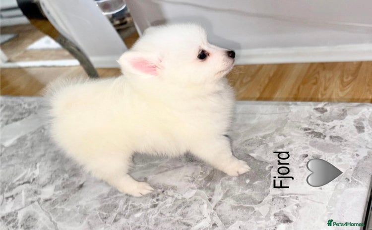 Japanese Spitz dogs - Advert 1