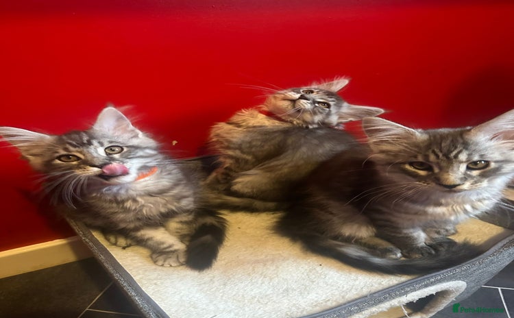 Maine Coon cats - Advert 1