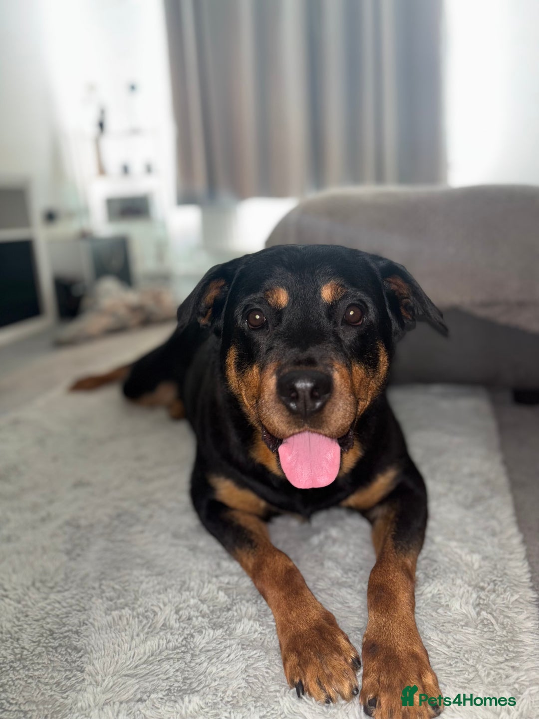 Rottweiler dogs for sale: Rottweiler  - Image 2